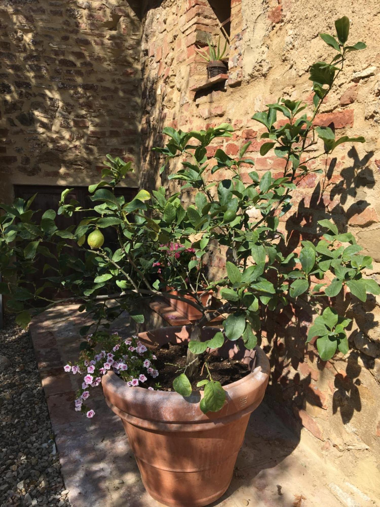 Apartamento Agli Olivi Di Marciano Siena Exterior foto